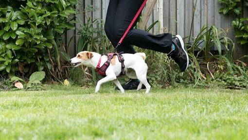 Lead for running best sale with your dog